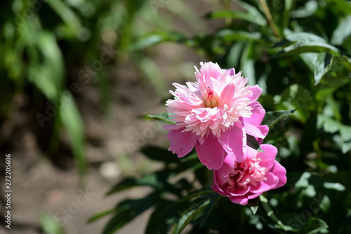 Beautiful pink peonies bloom in the summer garden on a sunny day © Talulla