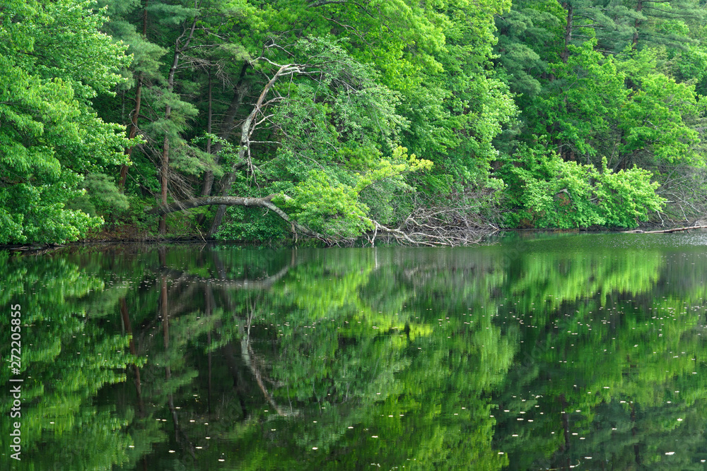 close up on green forest reflection in lake close up on green forest reflection in lake