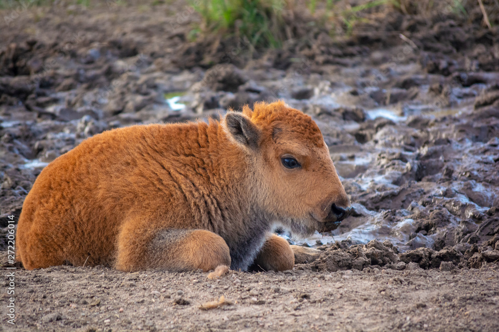 Baby American Bison Buffalo during the day Baby American Bison Buffalo during the day