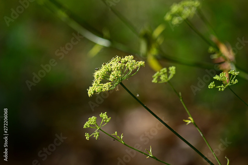 Close-up of a Parsley Flower Head, Nature, Macro