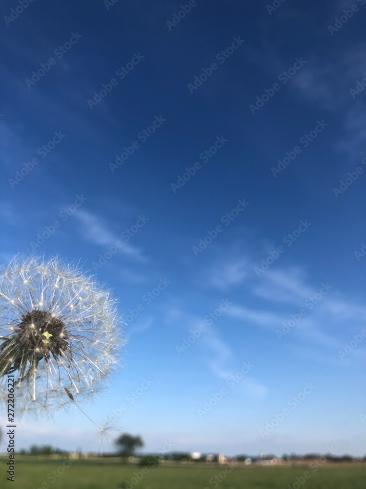 Naklejka premium dandelion against blue sky