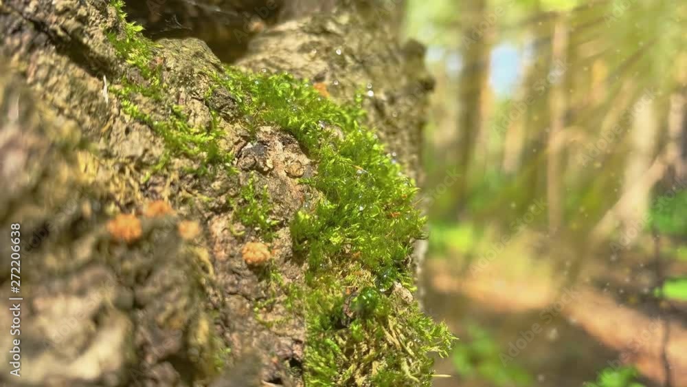 With sound. Pollen particles on the background of the forest. Drops of water on the moss of the tree in the early morning on a sunny day With sound. Pollen particles on the background of the forest. Drops of water on the moss of the tree in the early morning on a sunny day