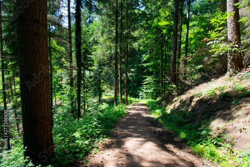 wundersch  ner Schwarzwald nahe Sasbachwalden im Sommer