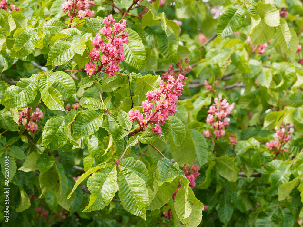 Aesculus ×carnea - Panicles of pink, red and rose flowers with yellow throats, large palmate leaves of beautiful tree red horse-chestnut Aesculus ×carnea - Panicles of pink, red and rose flowers with yellow throats, large palmate leaves of beautiful tree red horse-chestnut