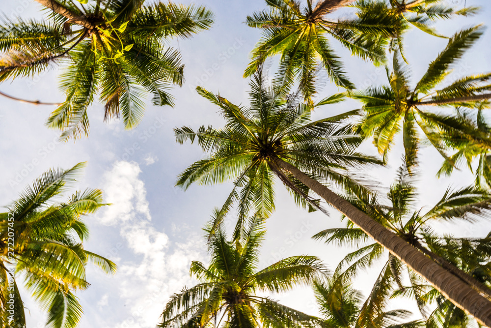 Coconut palm tree park with sunset sky cloud in island