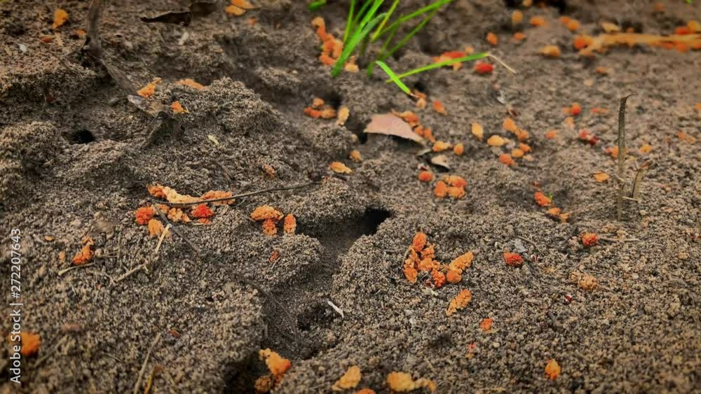 Time lapse smooth zooming of an anthill on a sunny summer day Time lapse smooth zooming of an anthill on a sunny summer day