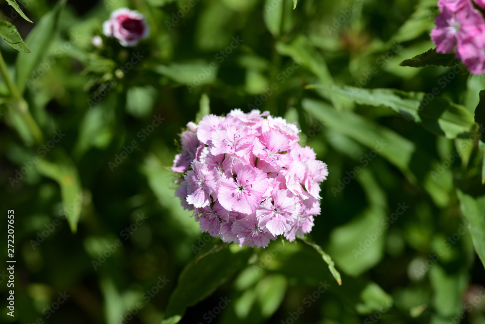 Sweet william flowers (Dianthus barbatus) in the summer garden close up Sweet william flowers (Dianthus barbatus) in the summer garden close up