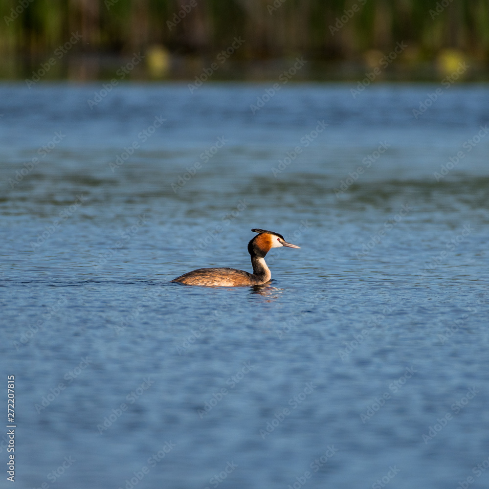 Isolated single beautiful adult Great Crested Grebe in the wild- Danube Delta Romania Isolated single beautiful adult Great Crested Grebe in the wild- Danube Delta Romania