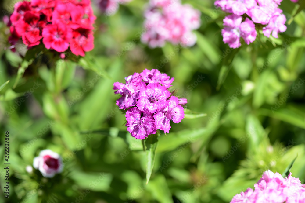 Sweet william flowers (Dianthus barbatus) in the summer garden close up Sweet william flowers (Dianthus barbatus) in the summer garden close up