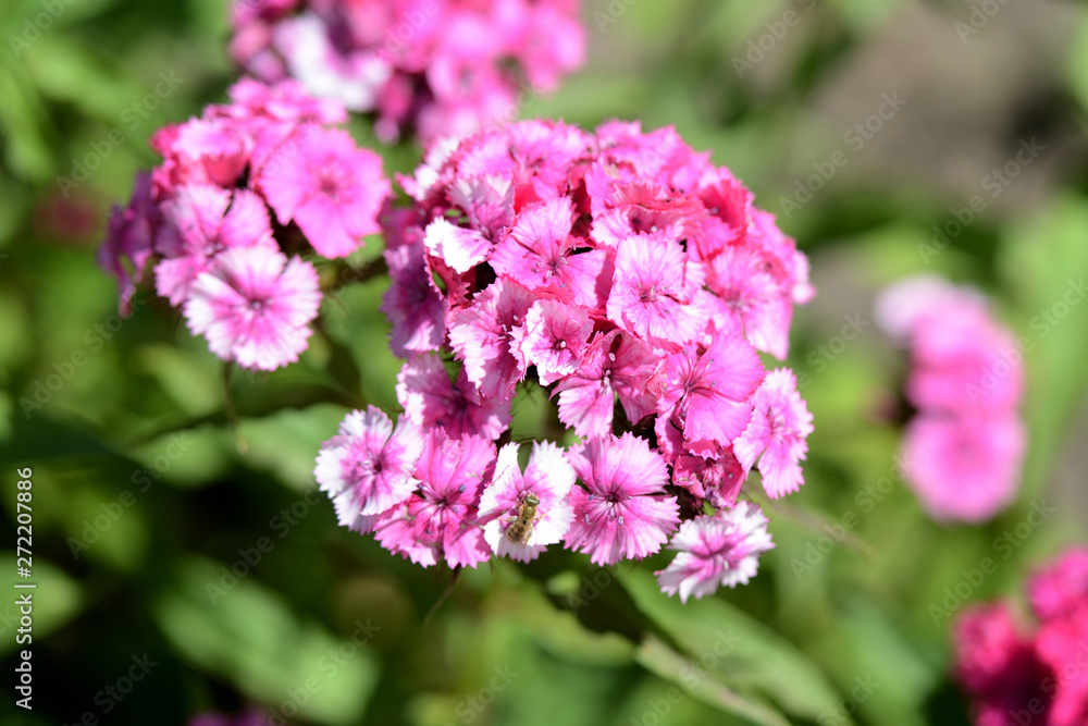 Sweet william flowers (Dianthus barbatus) in the summer garden close up Sweet william flowers (Dianthus barbatus) in the summer garden close up