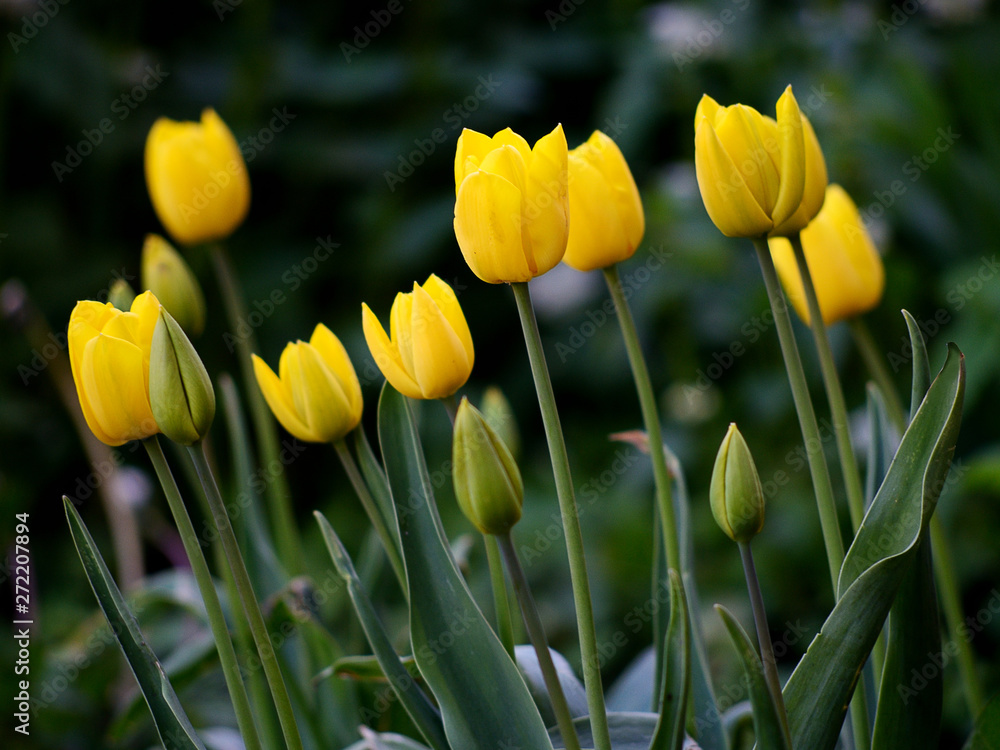 Obraz premium Yellow tulips