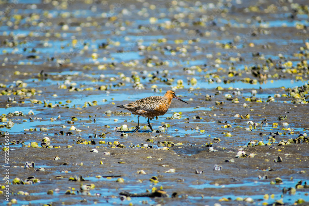 Oystercatcher in estuary Oystercatcher in estuary