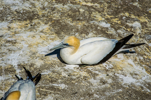 Gannets in colony on cliff