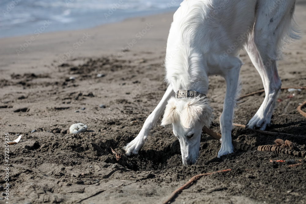 海で遊ぶ白い大型犬 Stock Photo Adobe Stock