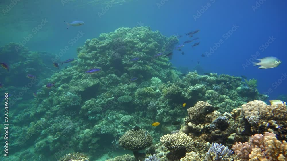 Diving. Tropical fish and coral reef. Underwater life in the ocean. Diving. Tropical fish and coral reef. Underwater life in the ocean.