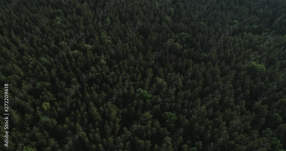 Aerial video - drone flight over big green forest in Poland, national park, summer 2019 Aerial video - drone flight over big green forest in Poland, national park, summer 2019