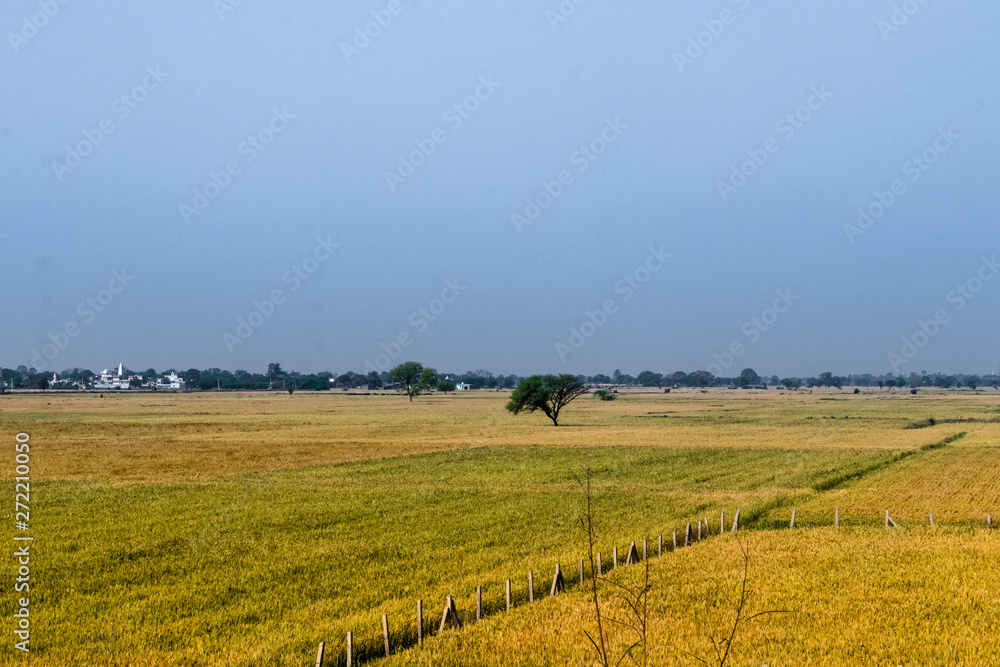 Ripe wheat crop Farm field on blue sky