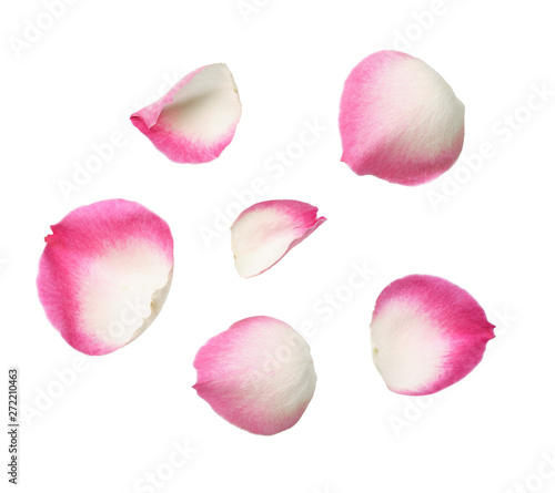Set of pink rose petals