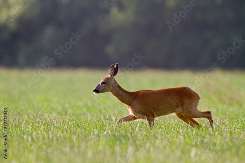 Roe deer doe walking in meadow, in the background a dark forest