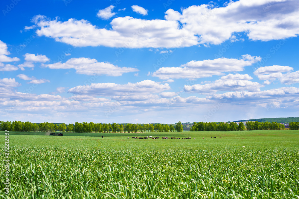 Cows grazing in green meadow at sunny day with fluffy clouds in sky Cows grazing in green meadow at sunny day with fluffy clouds in sky