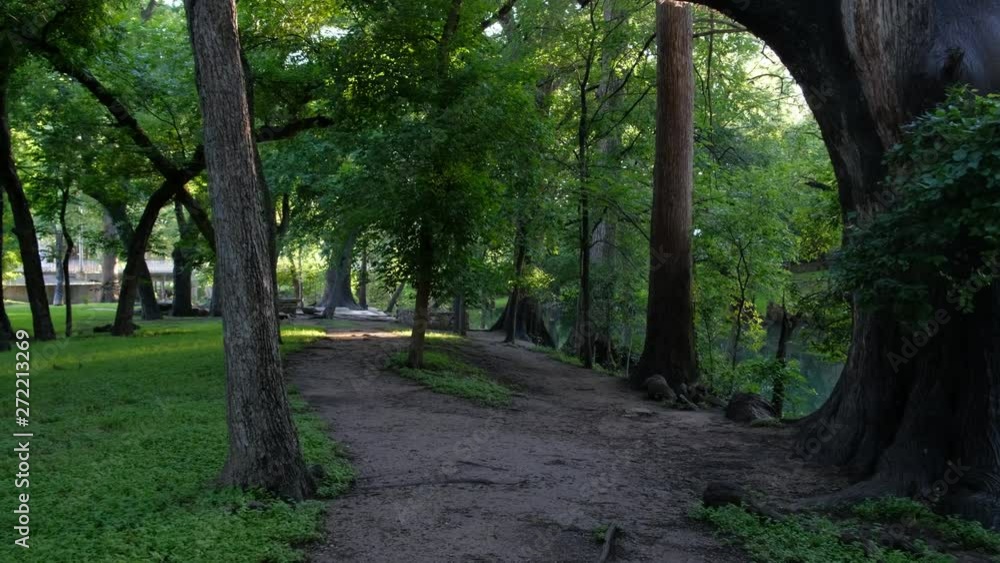 POV of person walking on an alley in a cypress tree park POV of person walking on an alley in a cypress tree park