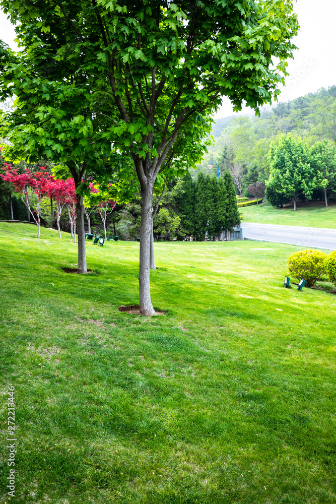 Obraz premium Lawn and trees in summer