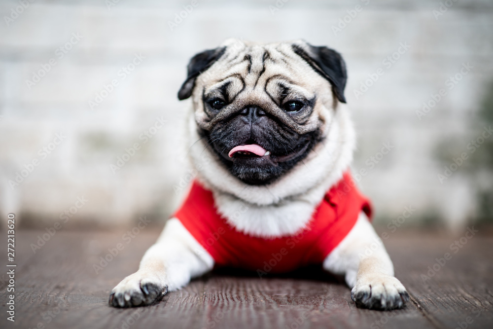 cute dog pug breed have a question and making funny face feeling so happiness and fun,Selective focus,Friendship Concept