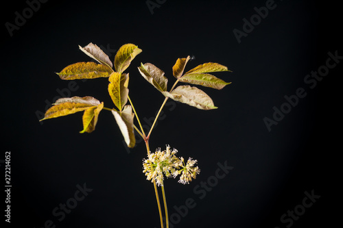 Aralia nudicaulis - Ginseng Relative - Isolated on Black photo