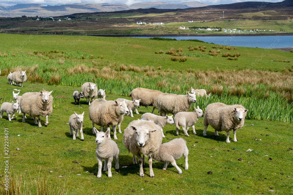Isle of Skye Schottland Landschaft Isle of Skye Schottland Landschaft
