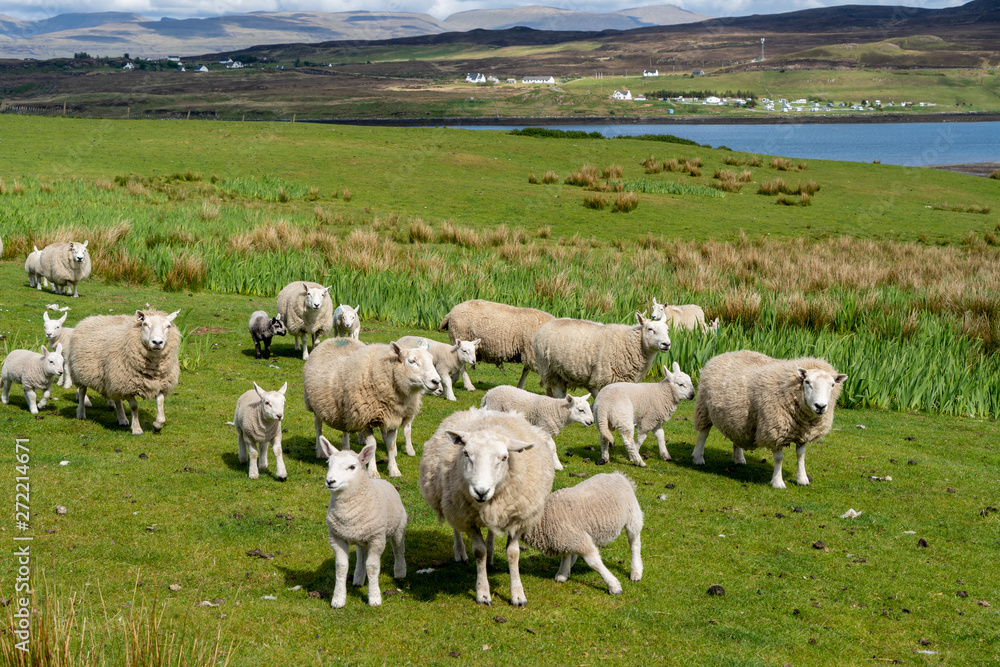 Isle of Skye Schottland Landschaft