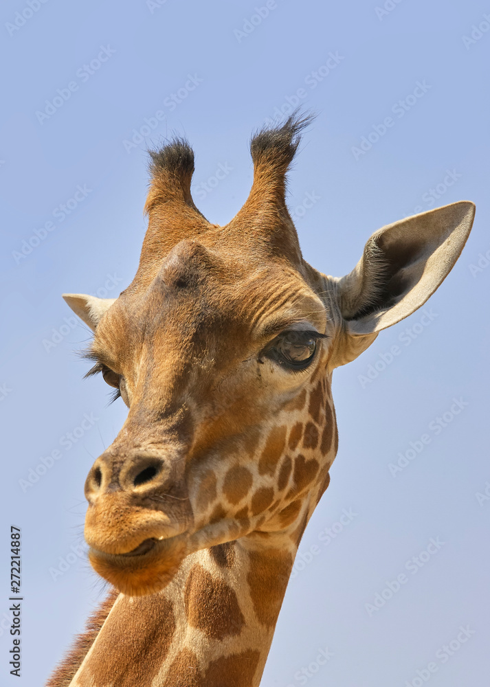 Close up of the head of a giraffe looking at the camera