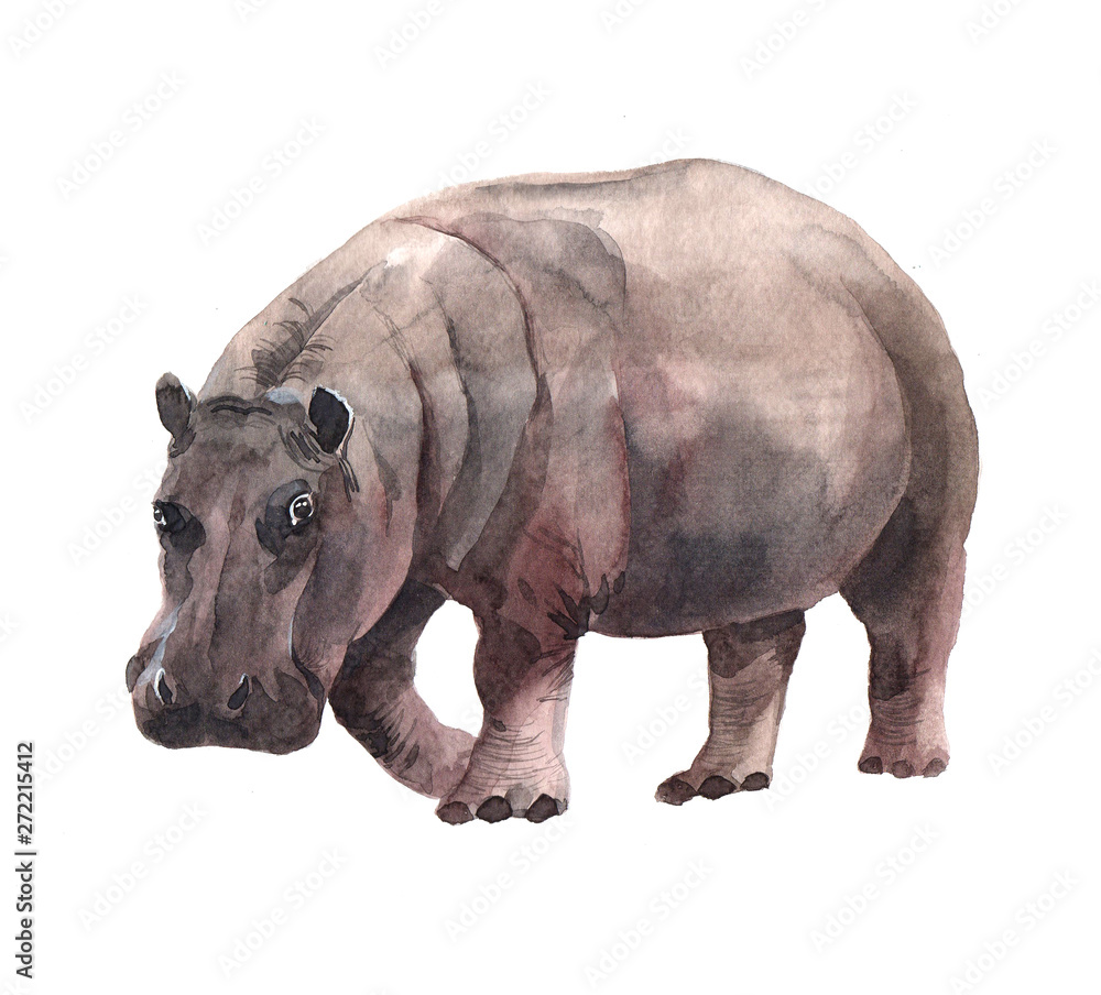Obraz premium Watercolor realistic hippopotamus tropical animal isolated on a white background illustration.
