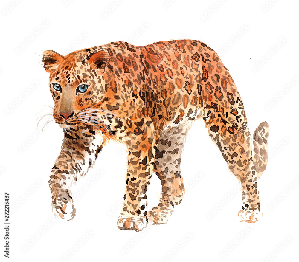 Watercolor leopard big cat animal illustration isolated on white