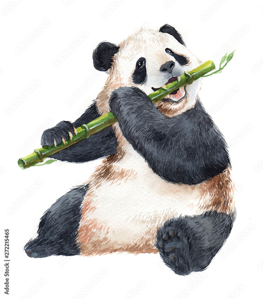 Watercolor panda bear animal illustration isolated on white background  Иллюстрация Stock | Adobe Stock