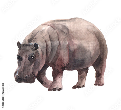 Watercolor realistic  hippopotamus tropical animal isolated on a white background illustration.