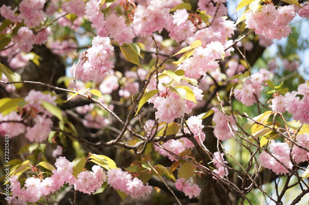 八重桜003 八重桜003