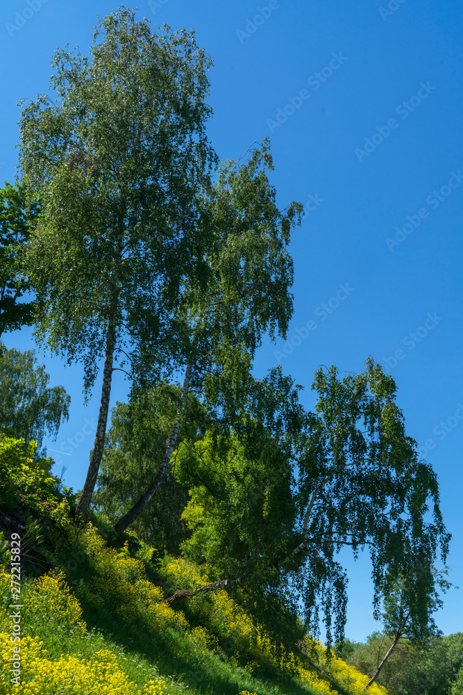 Fototapeta premium Косогор, грунтовая дорога. Лето.