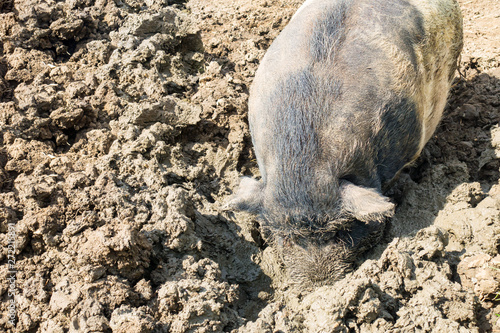 Closeup of a Pig with the Snout in the Mud © tinasdreamworld
