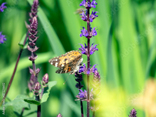 Butterfly ( Vanessa Cardus ) on lavender with open wings. photo