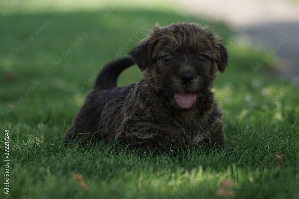 dog on grass dog on grass