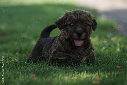 dog on grass