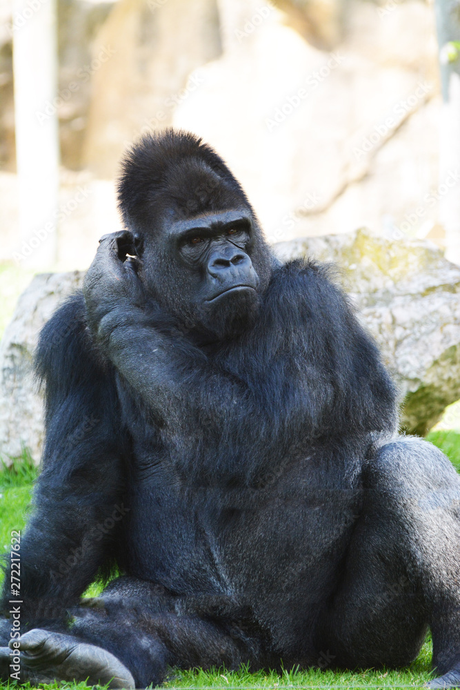 Fototapeta premium gorilla at rest controls the surroundig environment