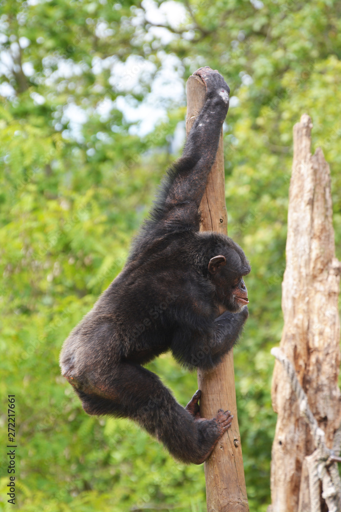 Naklejka premium a chimpanzee climbs up a tree