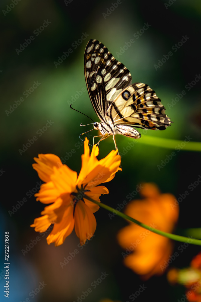 Obraz premium Multi-colored butterflies with flowers,select focus.