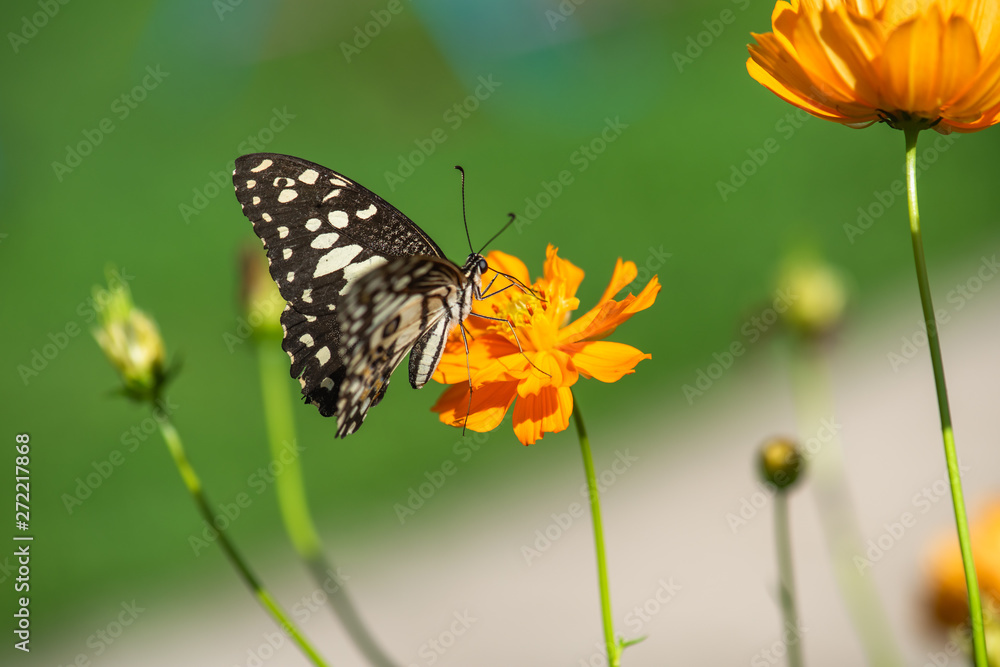 Multi-colored butterflies with flowers,select focus. Multi-colored butterflies with flowers,select focus.