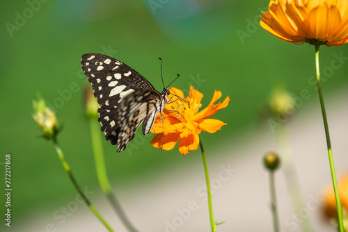 Multi-colored butterflies with flowers,select focus.