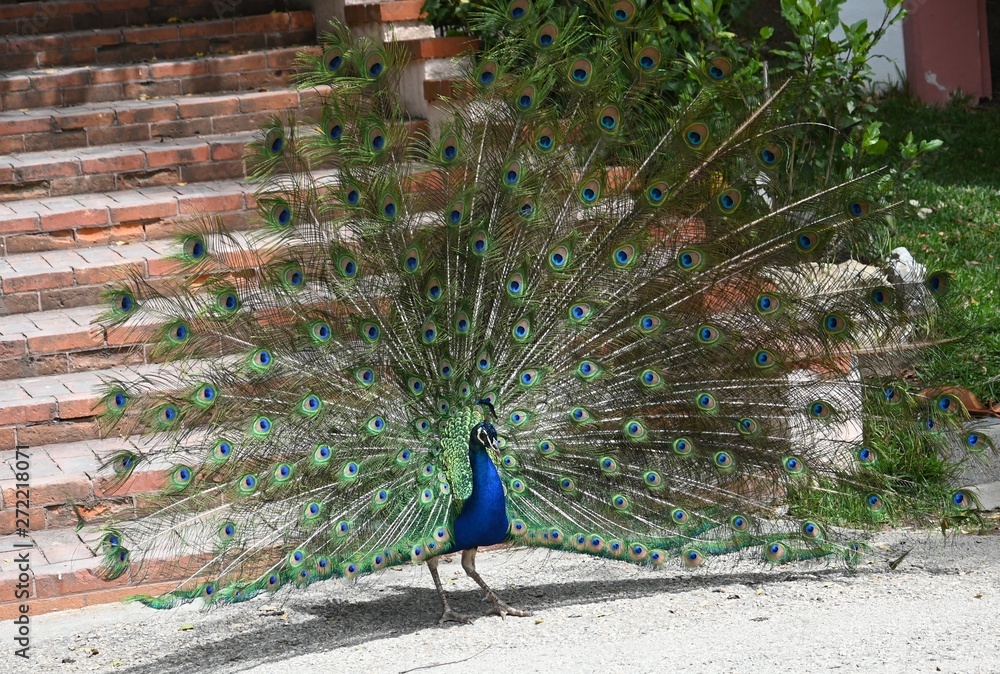 Obraz premium peacock with feathers out