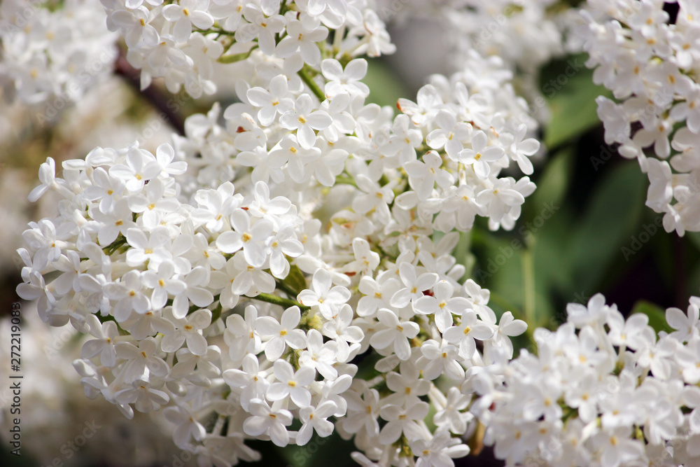 Beauty the blooming white lilac in the spring