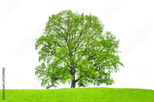 Isolated oak tree on a white background. Trees isolated used for design  advertising and architecture. Tree and green meadow isolated on a white background.