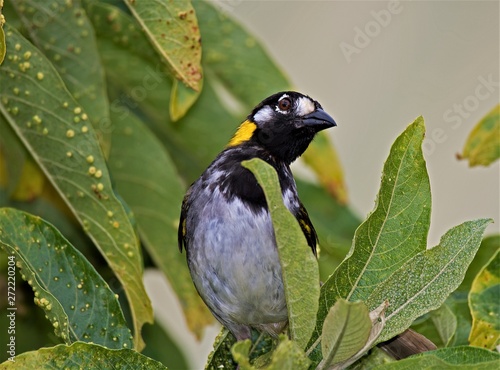 Whire-eared ground sparrow, Monteverdi, Costa Rica photo